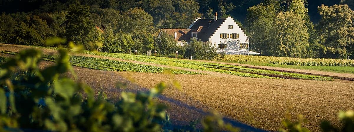 Schloss Wülflingen zwischen Bäumen und Feldern
