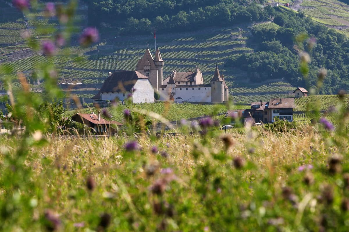 Château d'Aigle