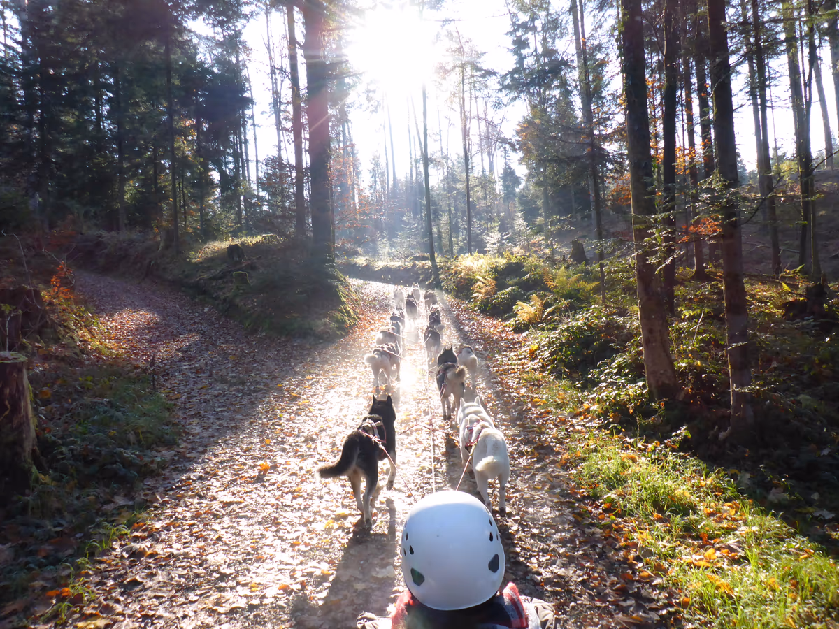 Herbstliche Schlittenhunde Erlebnisse
